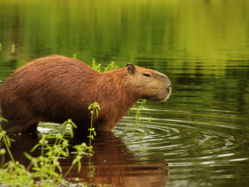 Capybara im Panantal in Brasilien