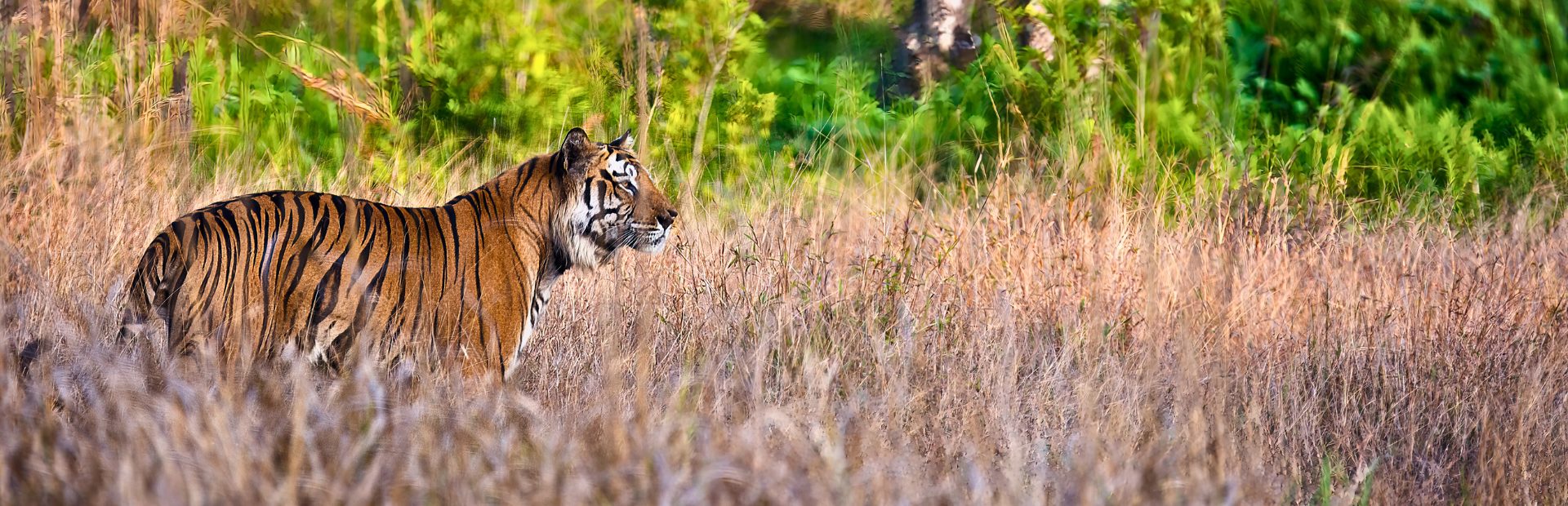 Tiger im Ranthambore Nationalpark in Indien