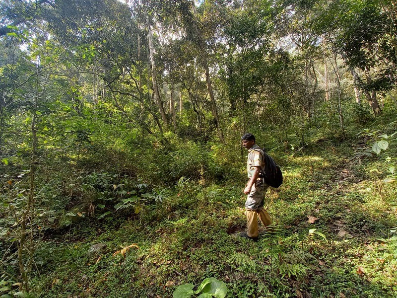 Guide beim Wandern im Periyar Nationalpark in Indien