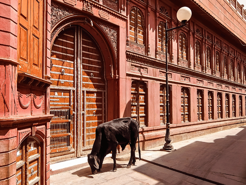 Kuh in einer Straße in Bikaner, Indien