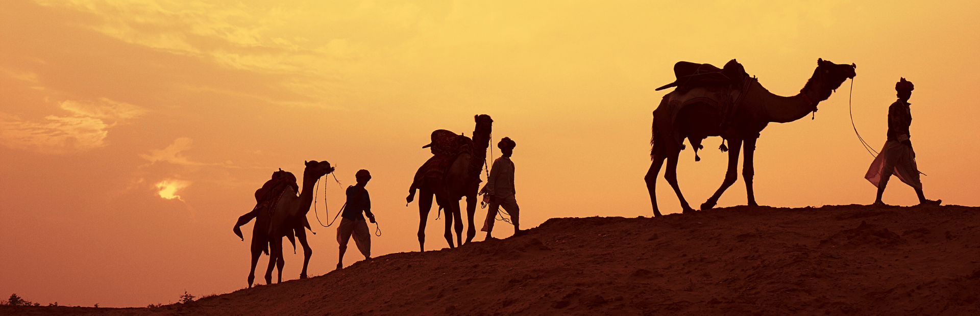 Kamele bei Sonnenuntergang in der Wüste Rajasthans, Indien