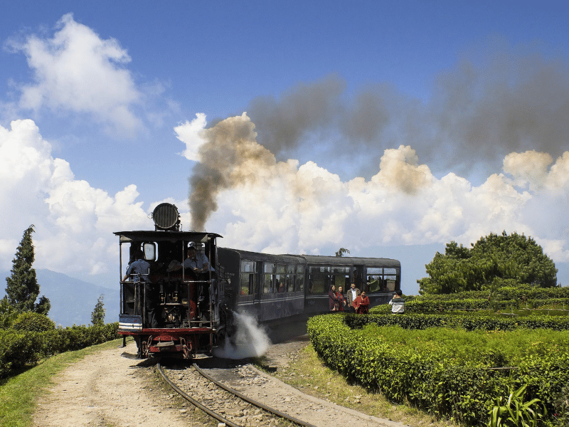 Toy Train in den Teefeldern in Darjeeling, Indien