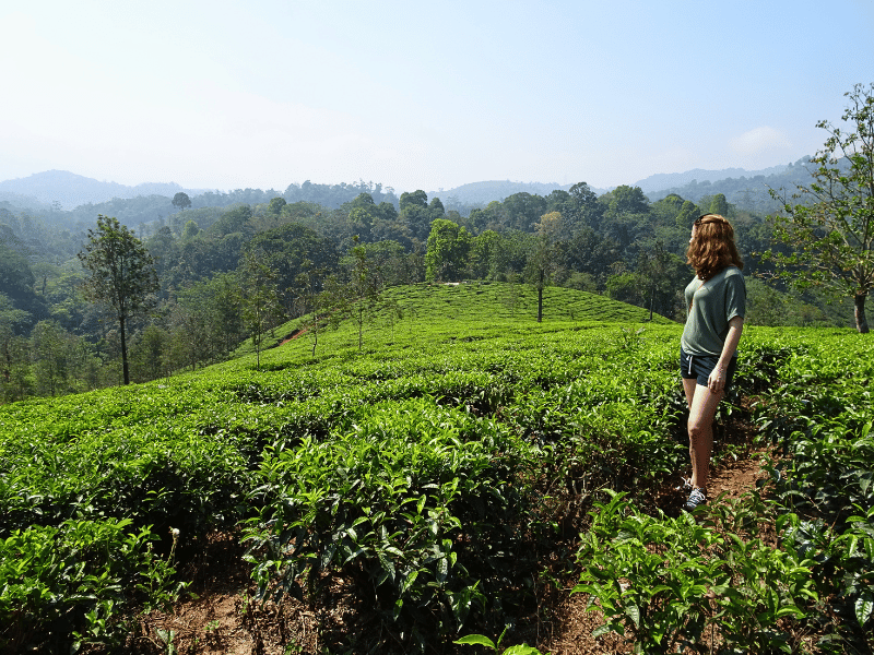 Touristin steht in einer Teeplantage in Ooty, Indien