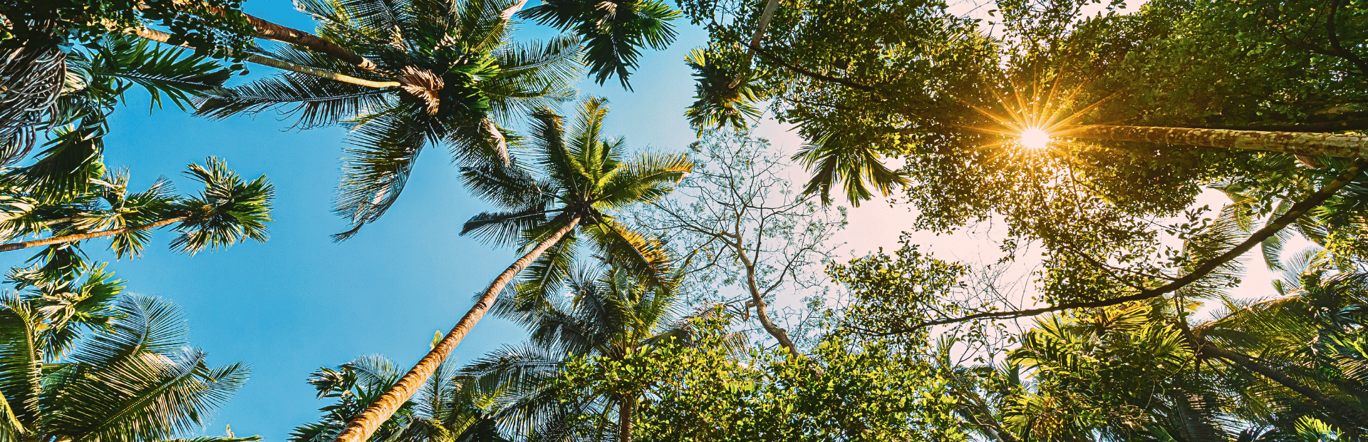 Blick auf Palmen, Himmel und Sonne in Indien