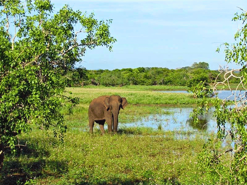 Elefant im Nationalpark in Indien