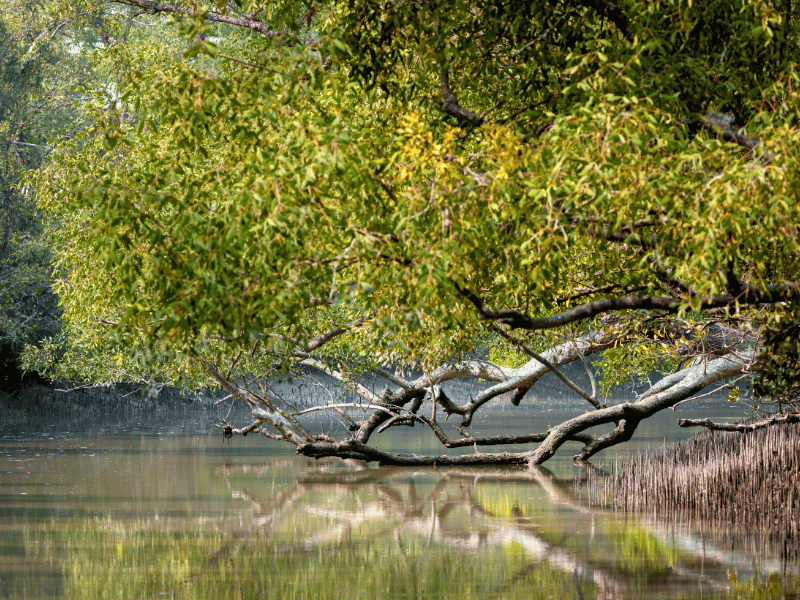 Mangroven in den Sundarbans in Indien