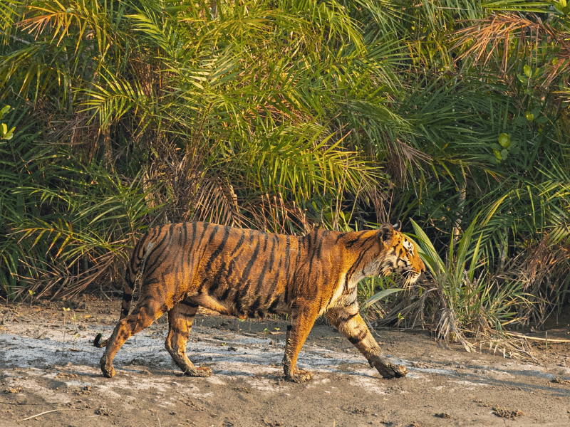 Bengalischer Tiger in den Sundarbans in Indien