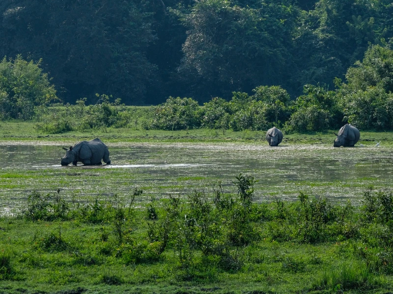 Nashörner im seichten Wasser im Kaziranga Nationalpark