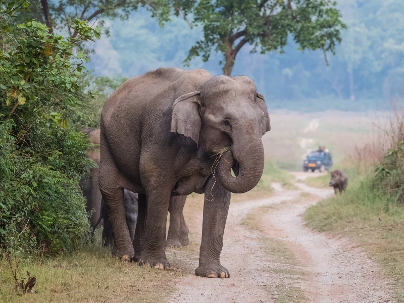 Elefantenfamilie auf einem Jeepweg im Corbett Nationalpark in Indien