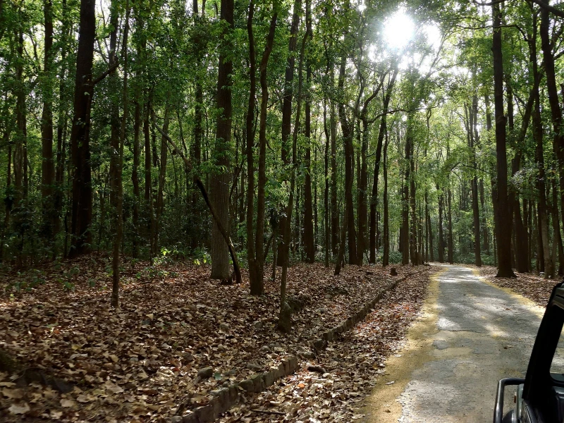 Jeepfahrt durch den Wald vom Corbett Nationalpark in Indien