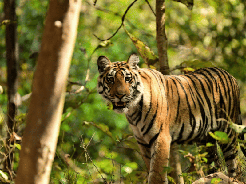 Tiger im Nationalpark in Indien