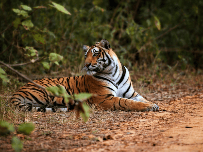 Tiger im Nationalpark in Indien