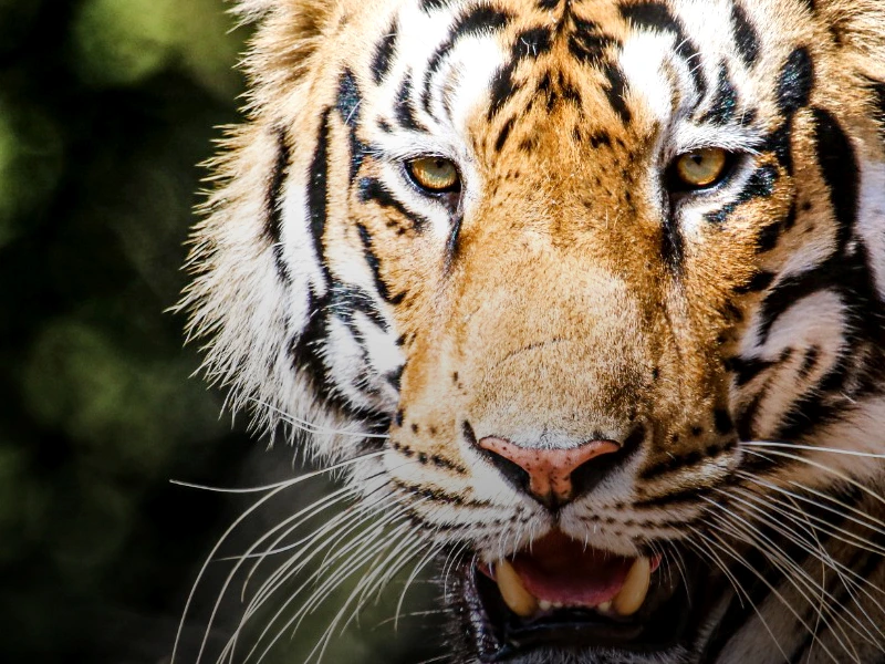 Tigergesicht in Indien