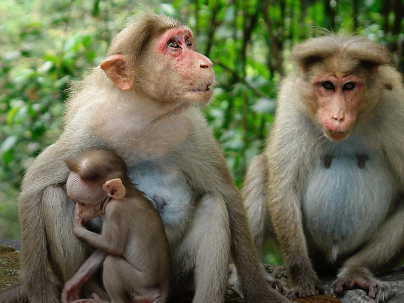 Affenfamilie in Indien