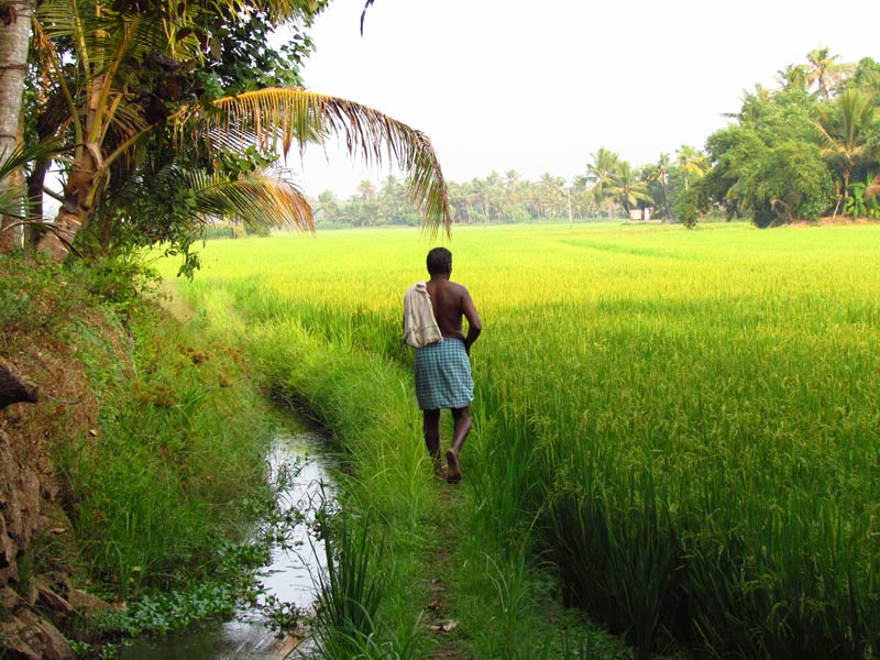 Bauer in den Reisfeldern der Backwaters, Indien