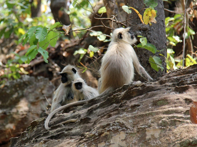 Affen Bandhavgarh