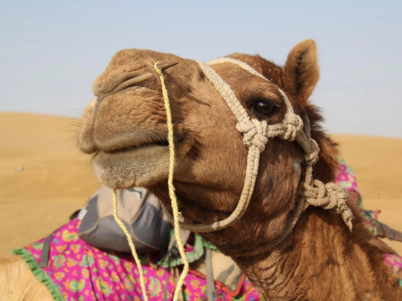 Kamel Closeup in Jaisalmer auf Indien Rundreise