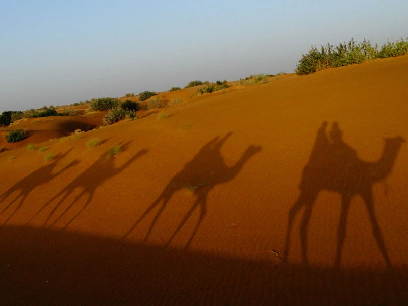 Kamel-Trek mit Schatten in der Wüste von jaisalmer bei Rundreise durch Indien