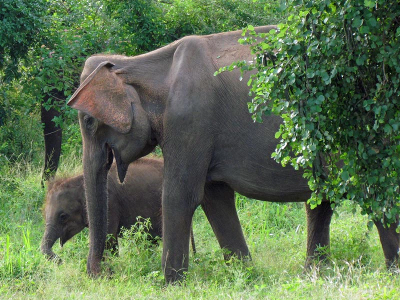 Elefantenkuh mit Baby bei einer Südindien Reise.