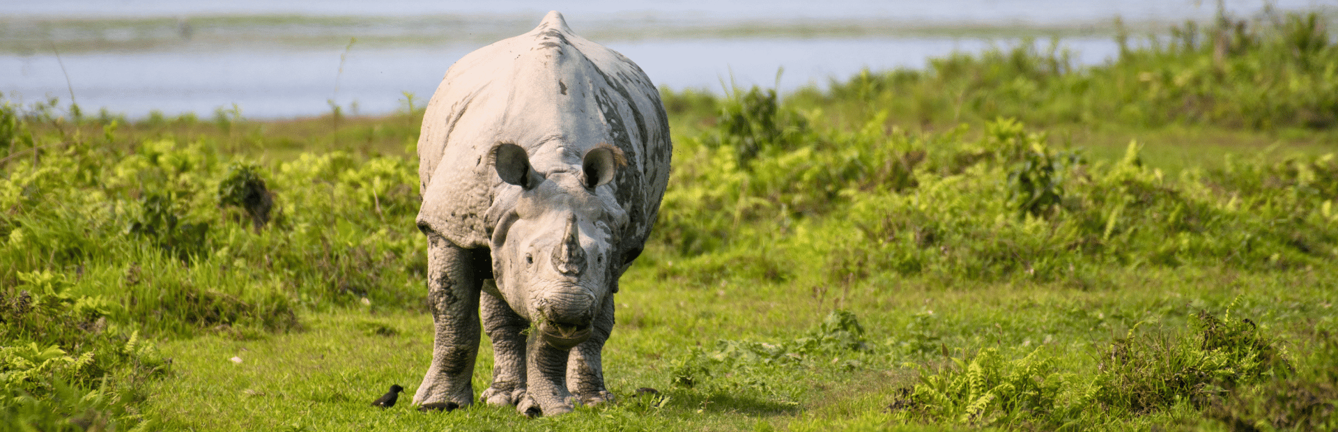 Indisches Panzernashorn im Kaziranga Nationalpark, Indien