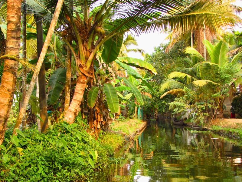 Dschungel in den Backwaters in Indien