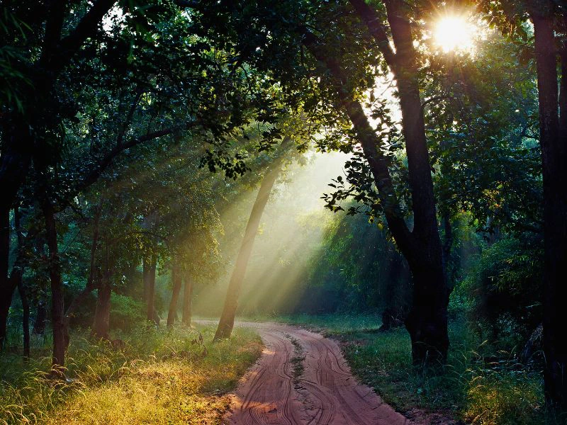Natur im Bandhavgarh Nationalpark