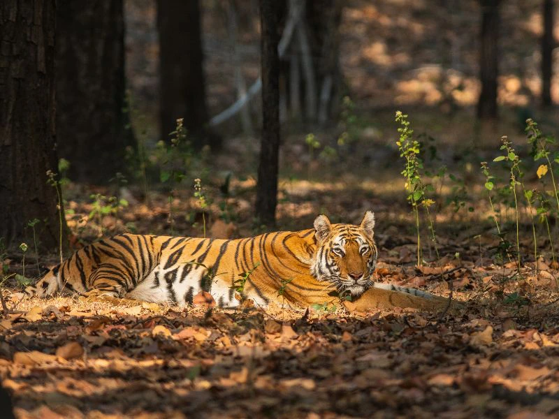 Tiger im Bandhavgarh Nationalpark