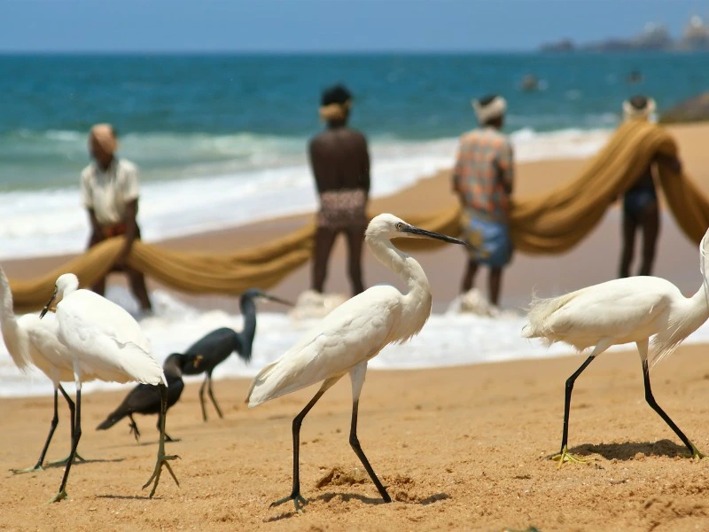 Vögel und Fischer am Strand von Kovalam