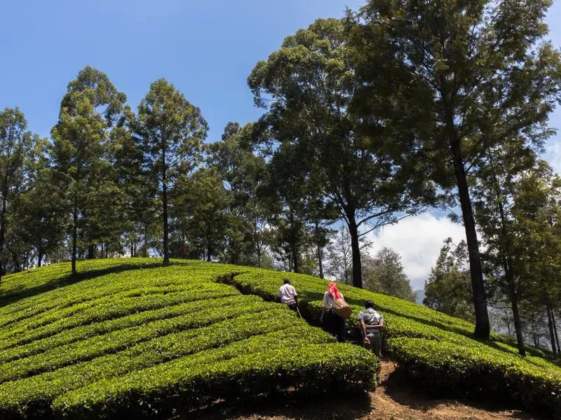 Touristen spazieren durch eine Teeplantage in Munnar, Indien