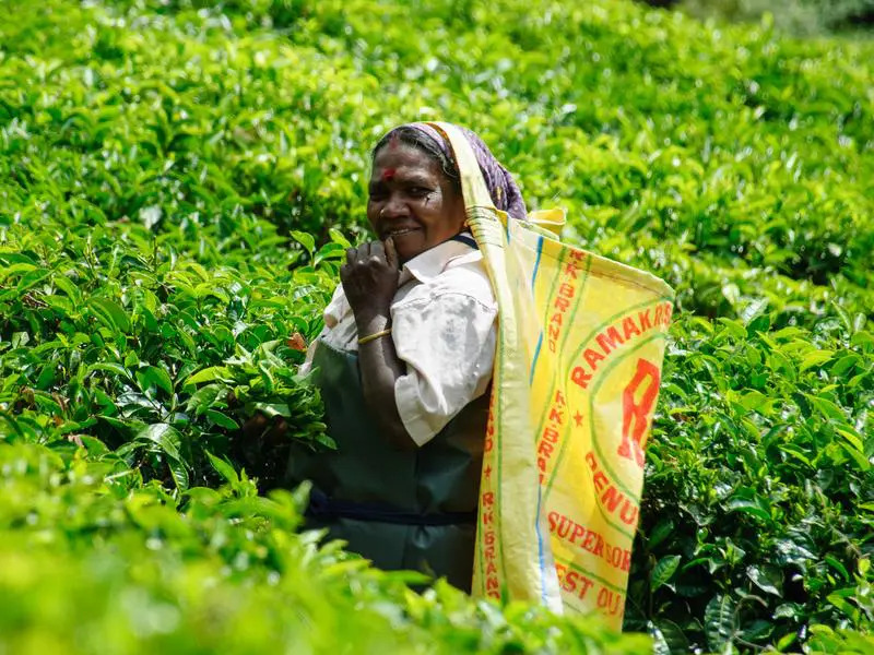 Einheimische Teepflückerin in den Teefeldern in Munnar, Indien