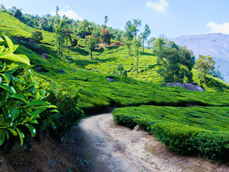 Straße in den Teeplantagen in Munnar, Indien