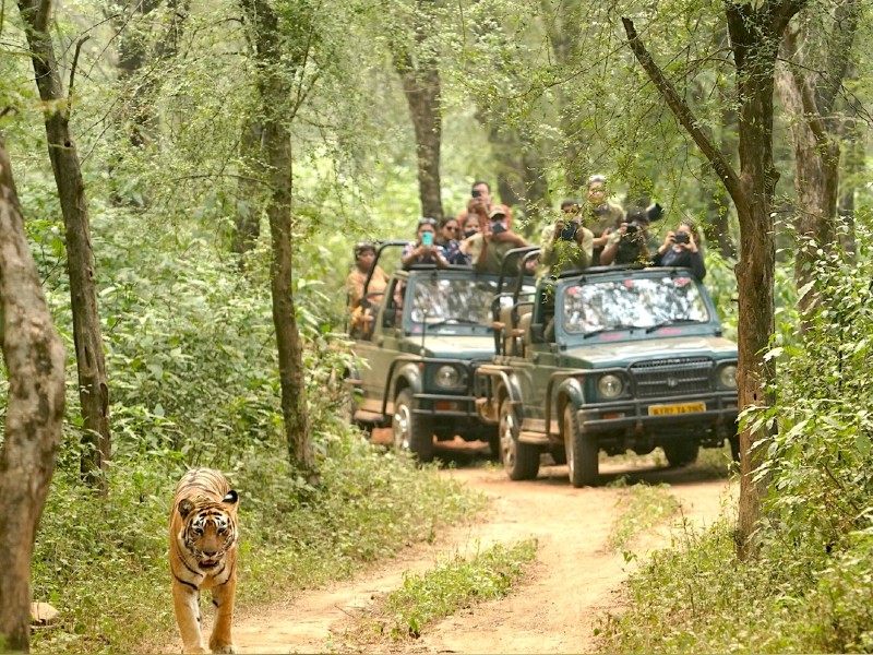 Jeep-Safari mit Tigersichtung im Sariska Nationalpark in Indien