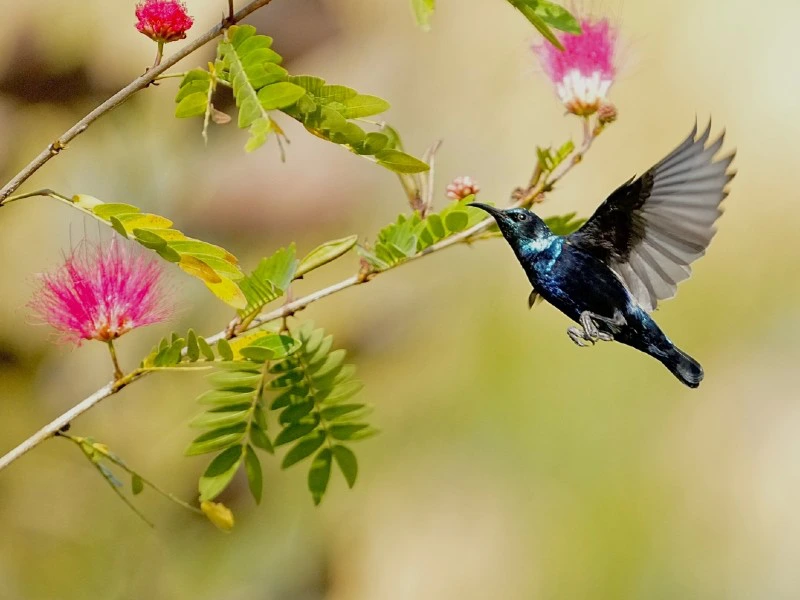 Vogel im Sariska Nationalpark in Indien