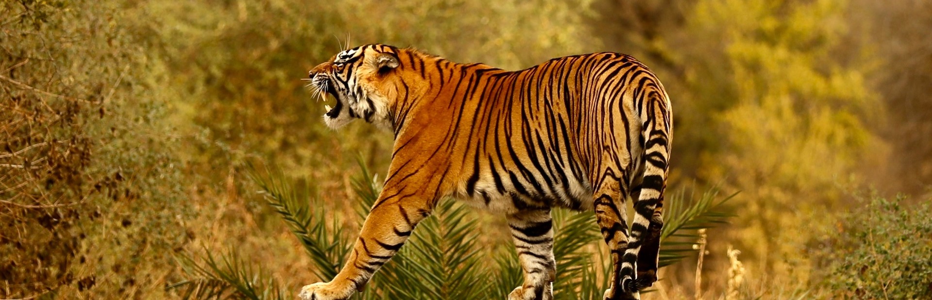 Bengalischer Tiger im Sariska Nationalpark in Indien