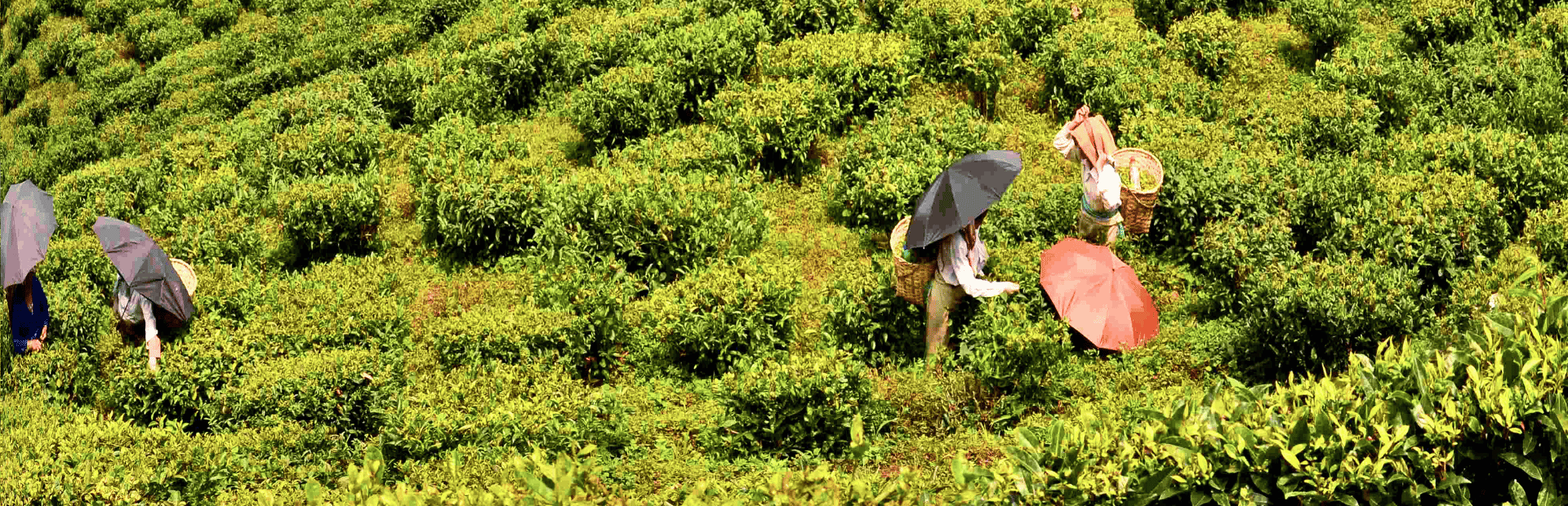 Arbeiter auf einer Teeplantage in Darjeeling in Indien