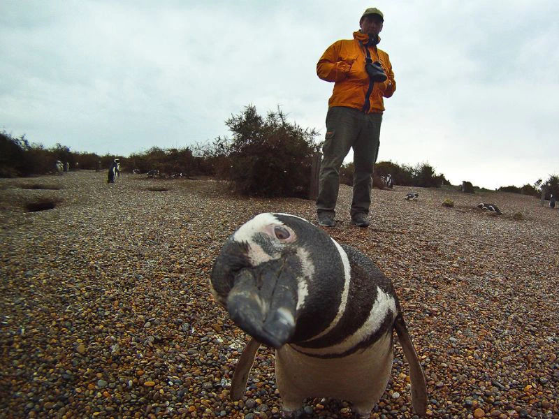 peninsula valdes - reisender mit pinguin