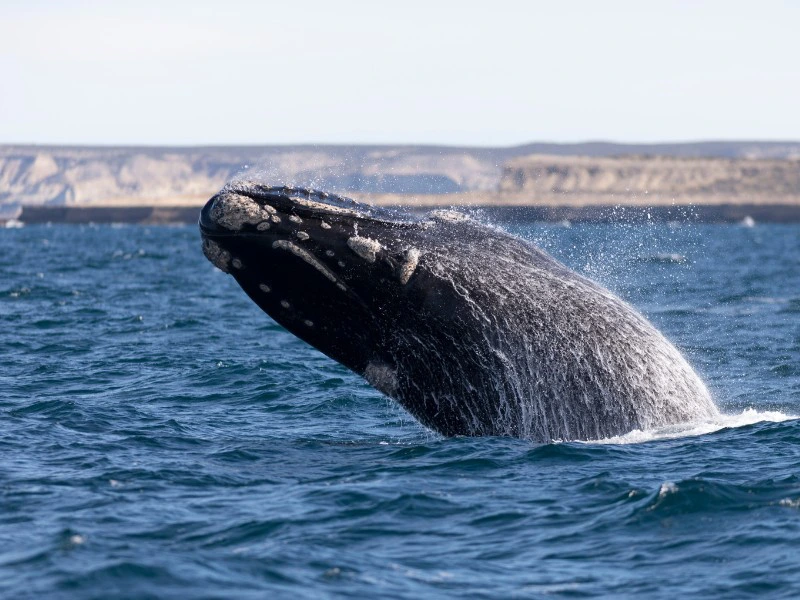 Whale Watching auf der Peninsula Valdes