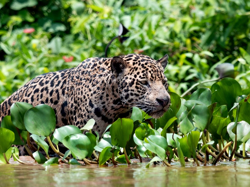 Jaguar streift durch Wasserlandschaft