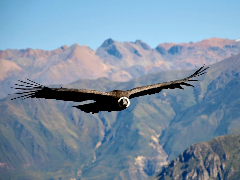 Der Andenkondor im Flug