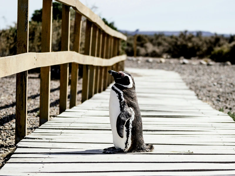 Pinguin auf Holzweg