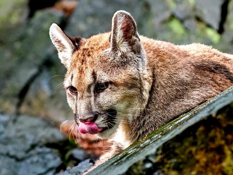 Puma in freier Wildbahn