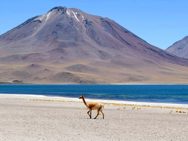 Vikunja in der Wüste Argentiniens