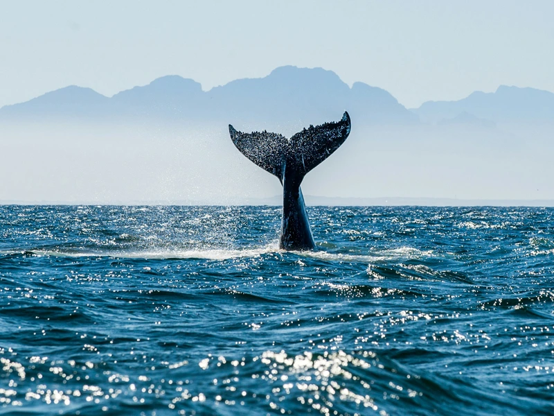 Walflosse die aus dem Wasser ragt