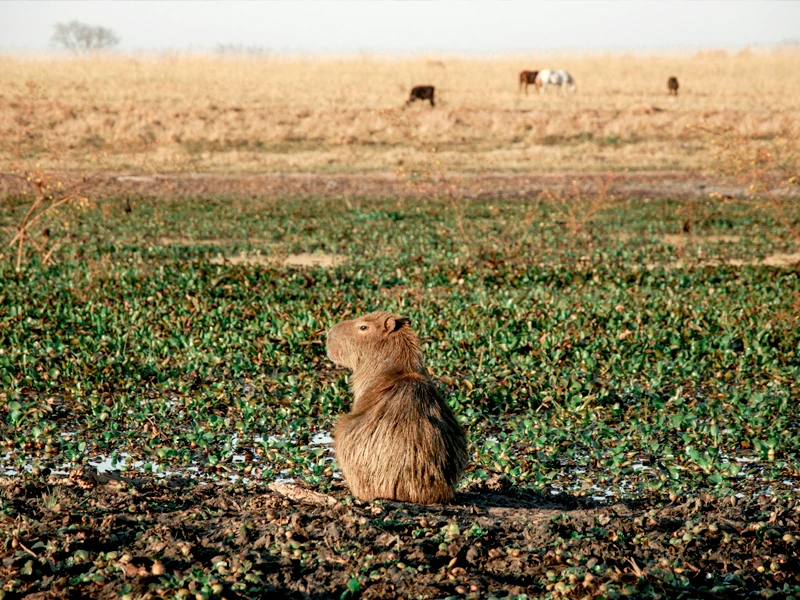 Wasserschwein auf freier Fläche