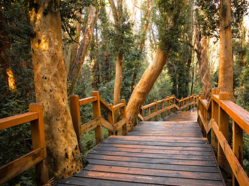Weg und Bäume im Arrayanes Wald in Argentinien