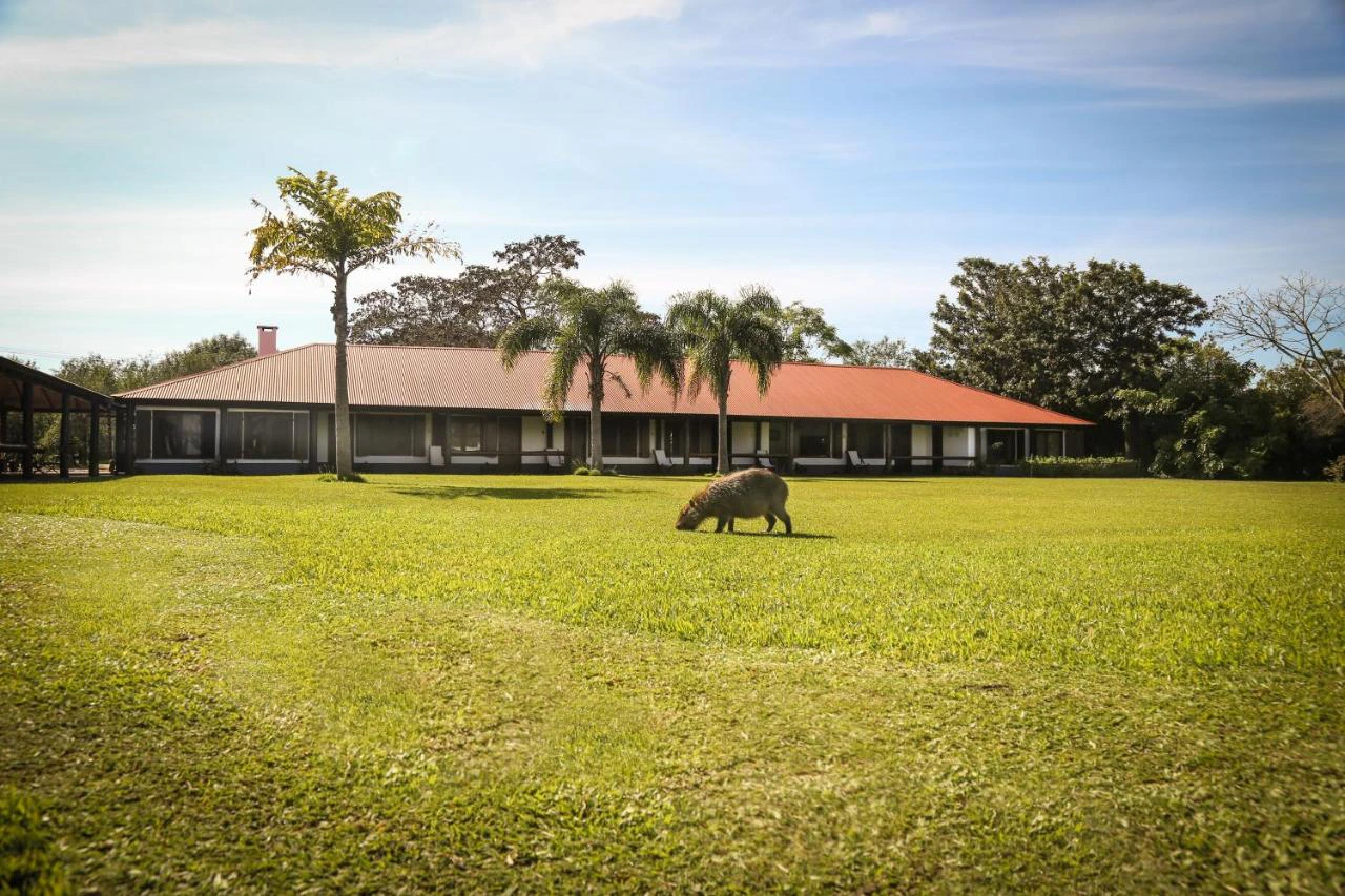 Capybara auf der Wiese vor der Unterkunft in Ibará, Argentinien