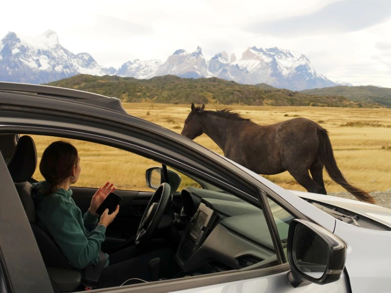 Blick auf eine Frau im Auto, die ein Wildpferd sieht