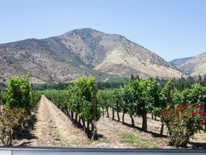 Weinreben im Maipo Valley
