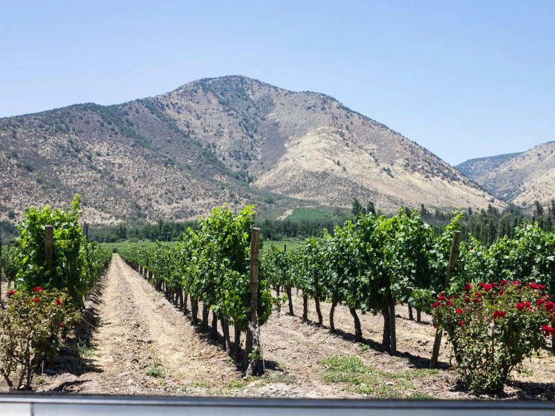 Weinreben im Maipo Valley