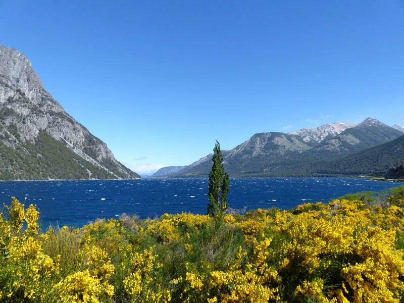 Blumen und Seen in der Sieben Seen Region in Chile